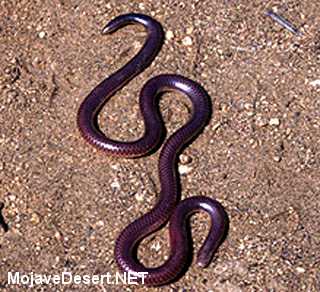 Western Blind Snake Leptotyphlops humilis