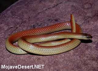 Western (Variable) Ground Snake Sonora semiannulata