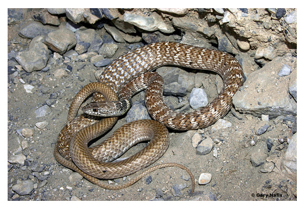 desert snake black head