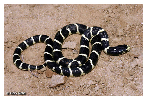 common kingsnake