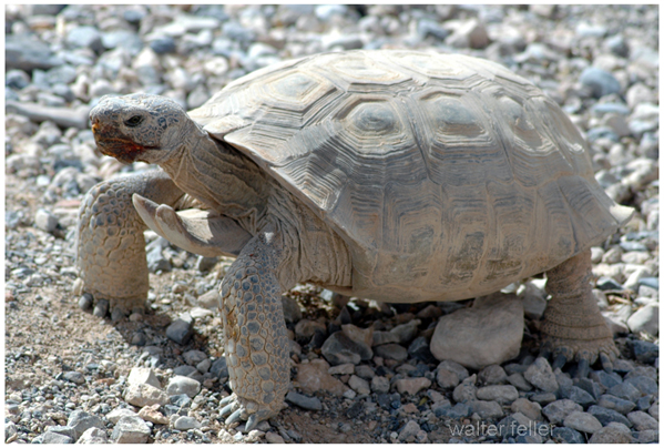 Desert Tortoise Desert Wildlife