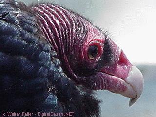 desert vulture