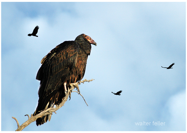 Vultures/ Buitres (Animals That Live in the Desert/ Animales Del Desierto)  (English and Spanish Edition)