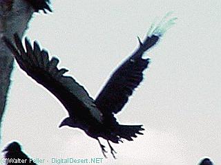Vulture, Buzzard picture