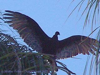 Vulture, Buzzard picture