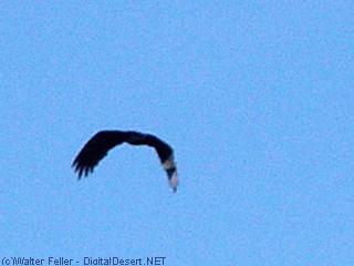 Vulture, Buzzard picture