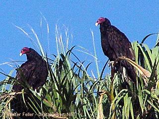 Vulture, Buzzard picture