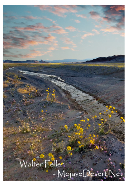 Desert wildflowers on Amargosa River near Death Valley