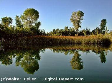 Topock Marsh, Havasu Wildlife Refuge, Topock, Arizona
