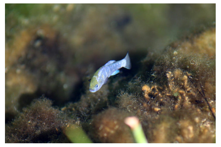 Amargosa pupfish