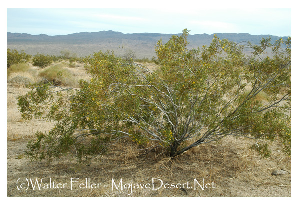 Creosote, the most common plant in the Mojave Desert