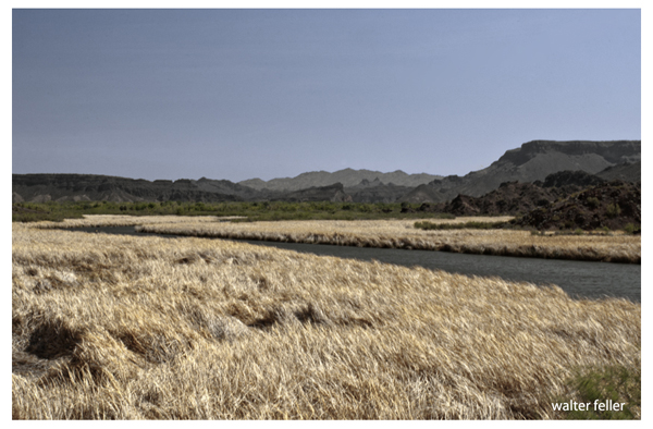 Bill Williams River, desert riparian habitat on the lower Colorado River