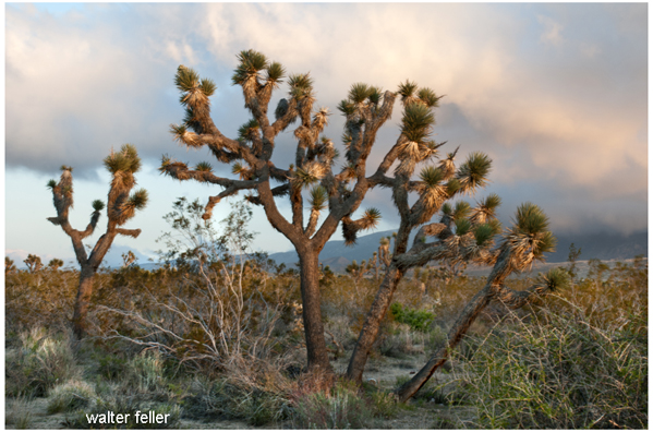 Joshua trees - yucca brevifolia