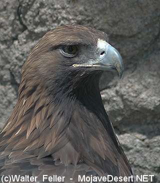 Golden eagle