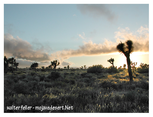 Desert palm (Joshua trees)