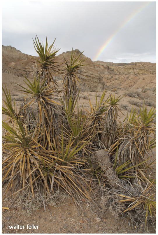 Owl Canyon, Mojave Desert, Barstow, Ca.