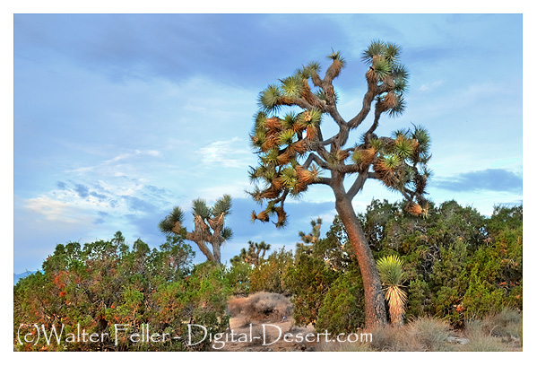 Wild area in Hesperia