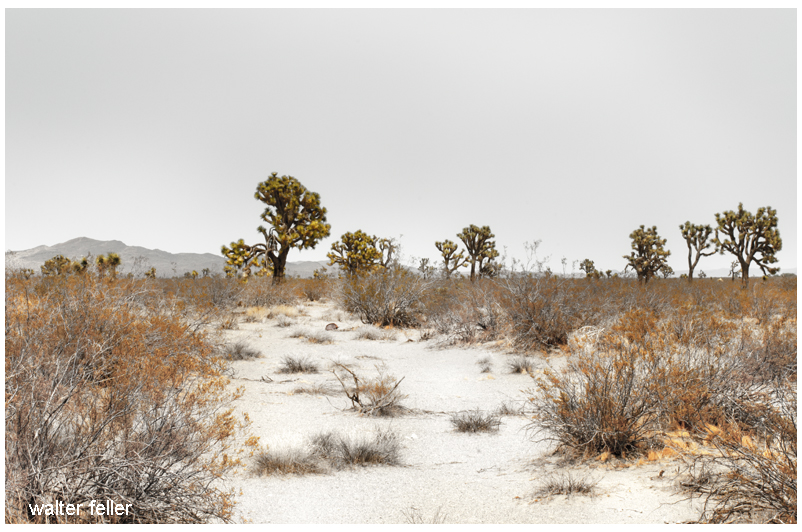 Old and fading road in the Mojave Desert