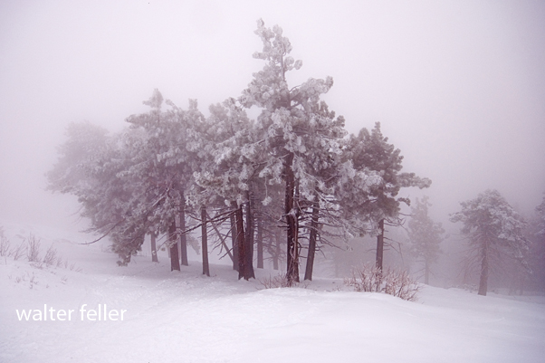 Angeles National Forest - San Gabriel Mountains - Snow