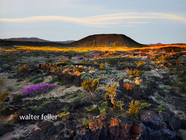 Amboy Crater in spring at sunrise