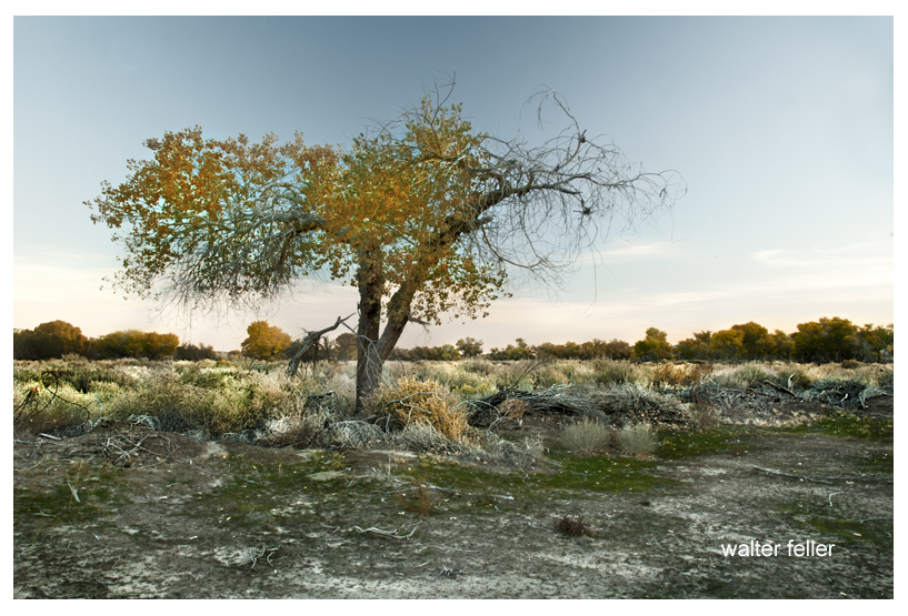 Cottonwood tree at Palisades Ranch