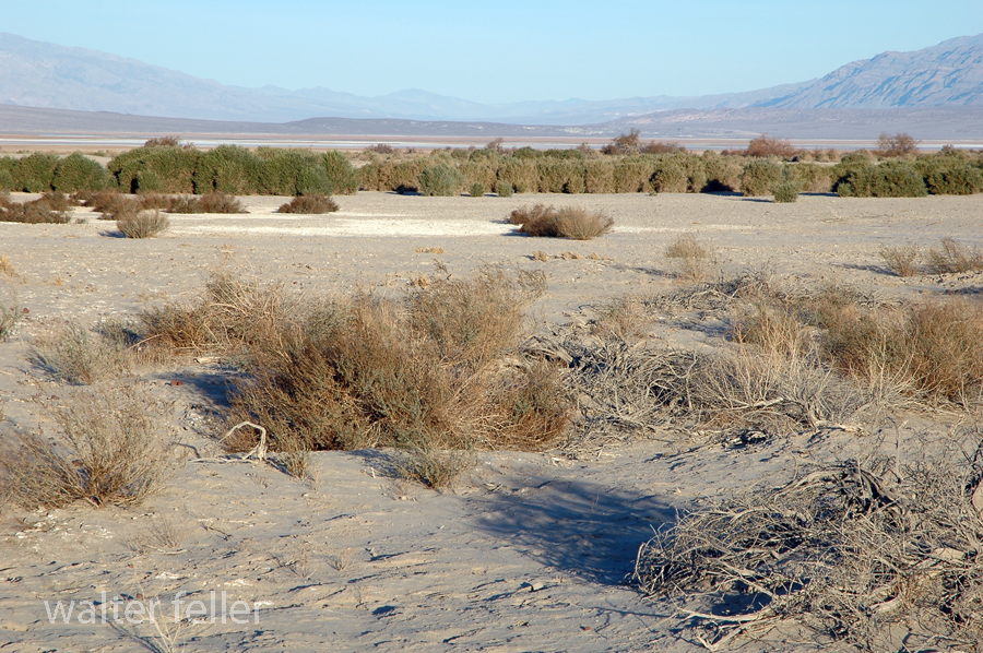 Death Valley's Lost 49er's