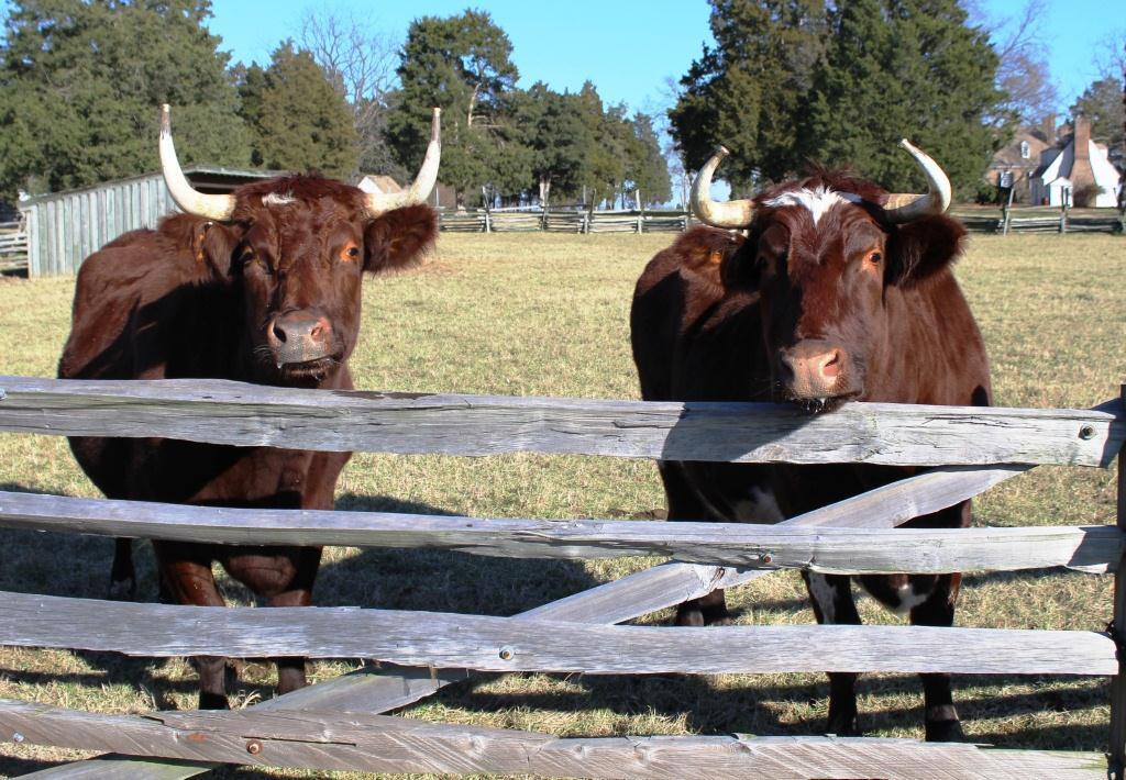 NPS photo of oxen - ox tream