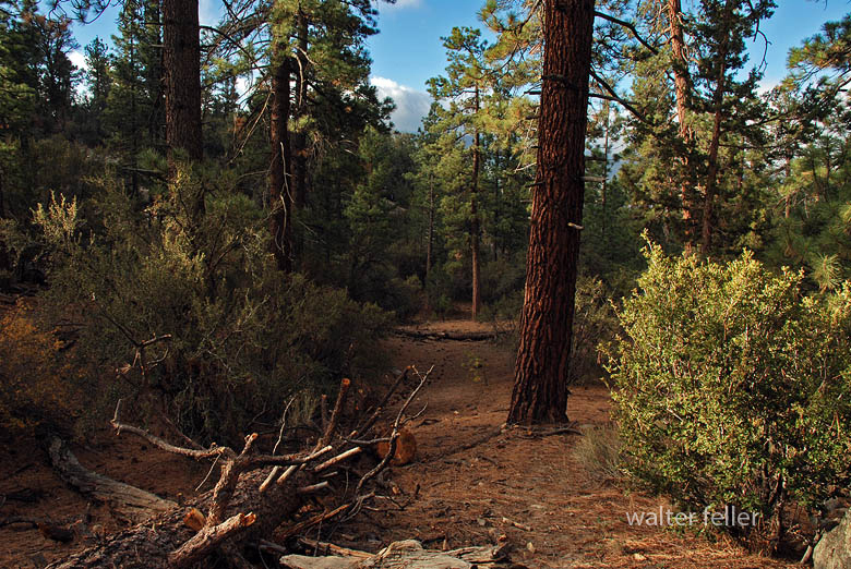 Bear Valley plants and trees
