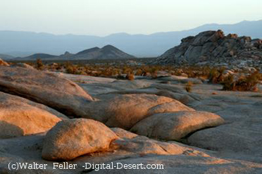 ecology of Cougar Buttes, Lucerne Valley