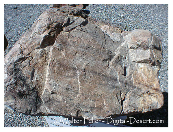 sample of Stirling quartzite, Death Valley