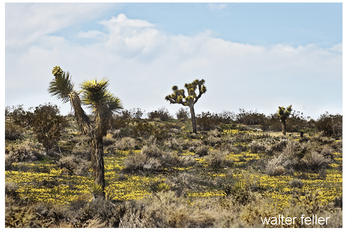 Joshua trees, Death Valley 49er's and walking out of Death Valley