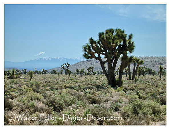 Photo of Lee Flat Joshua tree forest in Death Valley National Park