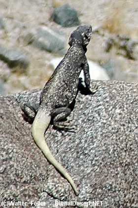 Lizards - Death Valley Wildlife