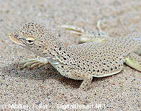 Lizards - Death Valley Wildlife