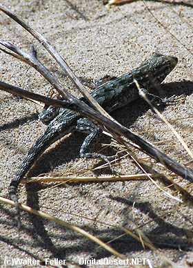 Lizards - Death Valley Wildlife