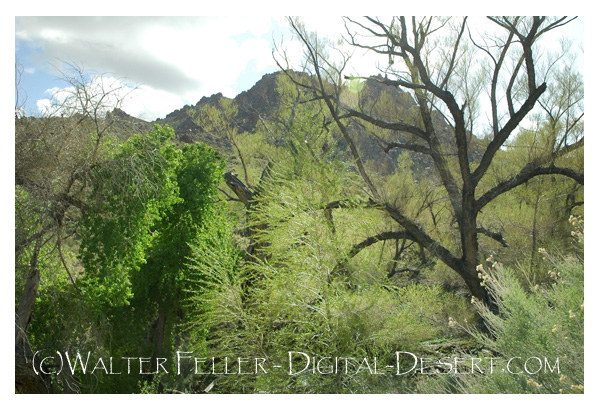 photo of Kingston Peak in Kingston ecological subsection, Mojave Desert