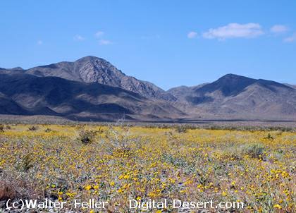 Ecological Subsections of California: Sections