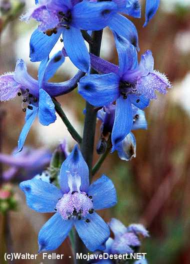 desert larkspur