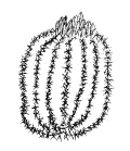 Drawing of Barrel Cactus