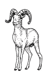 Drawing of Bighorn Sheep