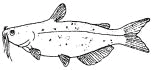 Drawing of Channel Catfish
