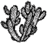 Drawing of Cholla Cactus