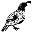 Drawing of Gambel's Quail