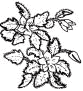 Drawing of Rock Nettle