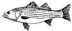 Drawing of Striped Bass