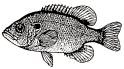 Drawing of Sunfish
