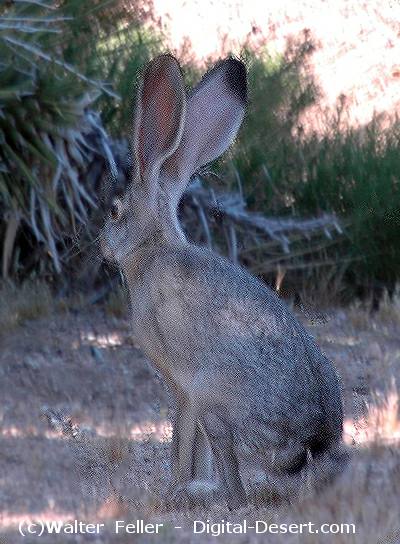 Joshua Tree Wildlife