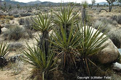 Mojave Yucca