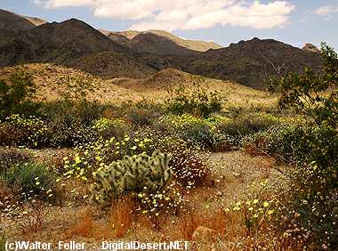 wildflowers