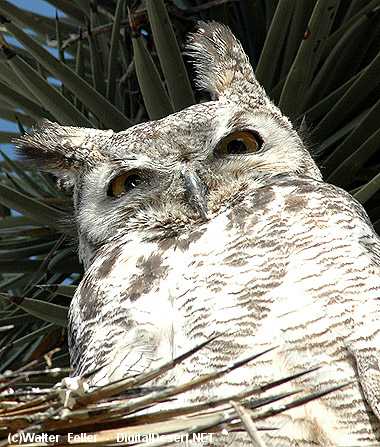 great horned owl